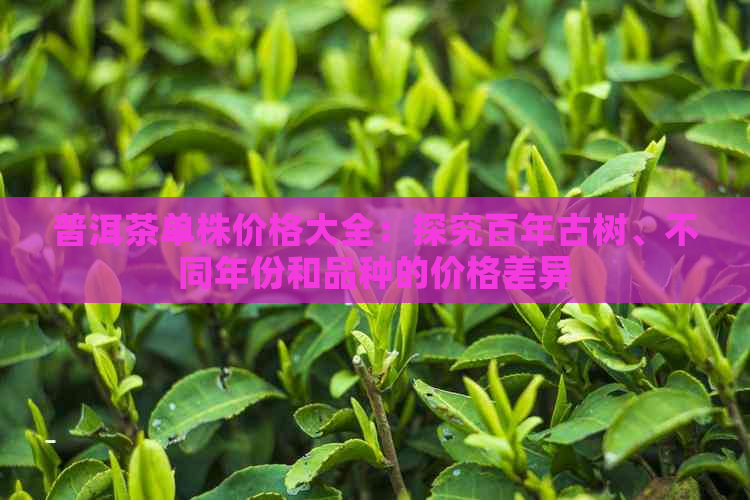 普洱茶单株价格大全：探究百年古树、不同年份和品种的价格差异