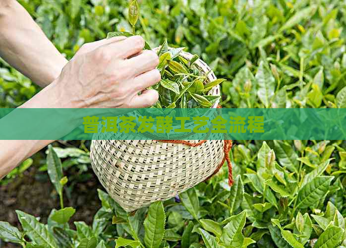 普洱茶发酵工艺全流程