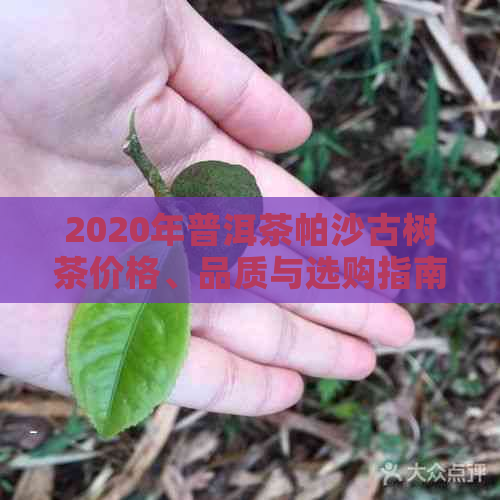 2020年普洱茶帕沙古树茶价格、品质与选购指南，让你轻松挑选最合适的茶叶