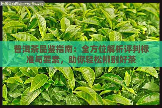 普洱茶品鉴指南：全方位解析评判标准与要素，助你轻松辨别好茶