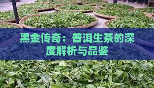 黑金传奇：普洱生茶的深度解析与品鉴