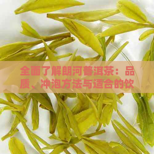 全面了解朗河普洱茶：品质、冲泡方法与适合的饮用场景