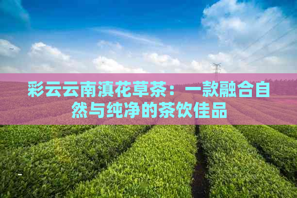 彩云云南滇花草茶：一款融合自然与纯净的茶饮佳品