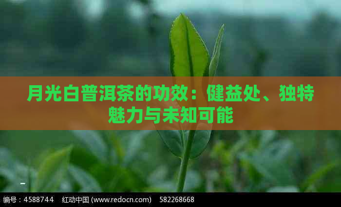 月光白普洱茶的功效：健益处、独特魅力与未知可能