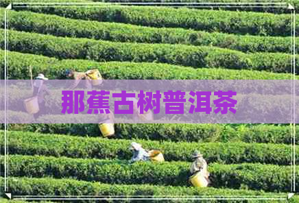 那蕉古树普洱茶