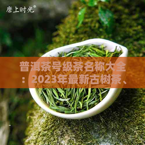 普洱茶号级茶名称大全：2023年最新古树茶、明前茶、大益七子饼等名品推荐