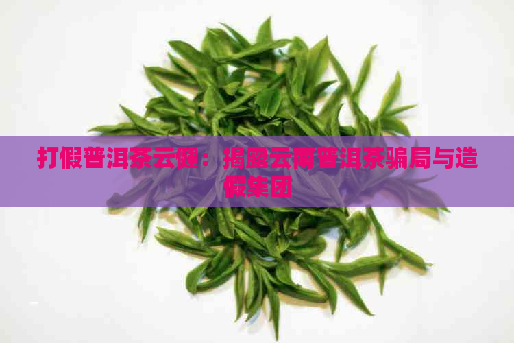 打假普洱茶云健：揭露云南普洱茶骗局与造假集团