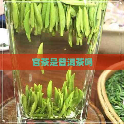 官茶是普洱茶吗