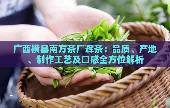 广西横县南方茶厂辉茶：品质、产地、制作工艺及口感全方位解析