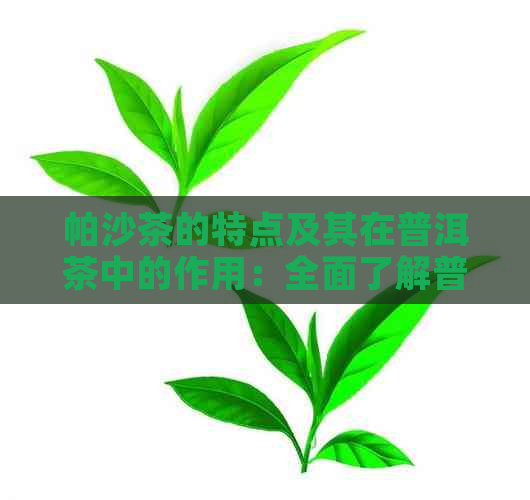 帕沙茶的特点及其在普洱茶中的作用：全面了解普洱茶的魅力所在