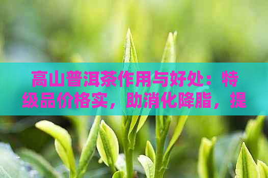 高山普洱茶作用与好处：特级品价格实，助消化降脂，提升免疫力。