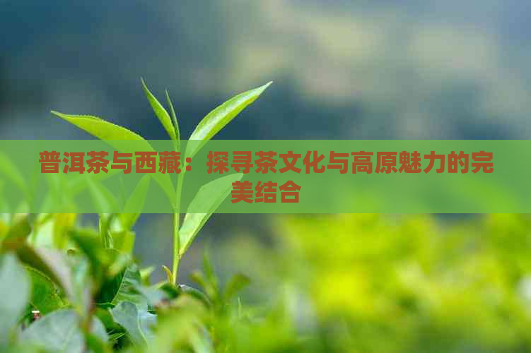 普洱茶与     ：探寻茶文化与高原魅力的完美结合