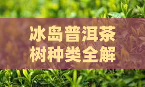 冰岛普洱茶树种类全解析：了解这些珍贵的茶树品种