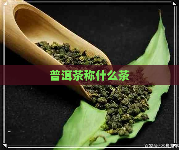 普洱茶称什么茶