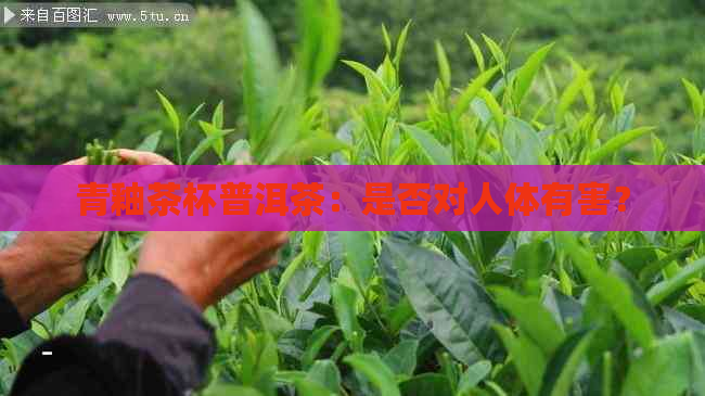 青釉茶杯普洱茶：是否对人体有害？