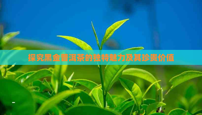 探究黑金普洱茶的独特魅力及其珍贵价值