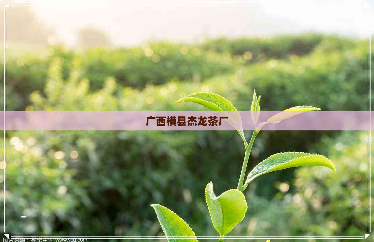 广西横县杰龙茶厂