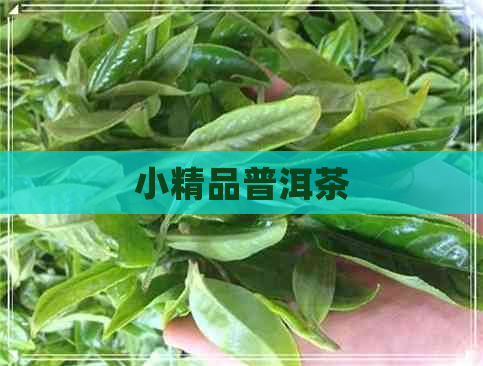 小精品普洱茶