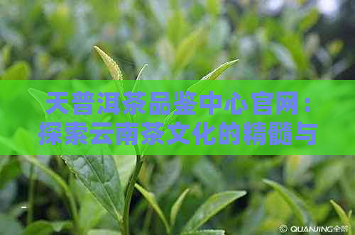 天普洱茶品鉴中心官网：探索云南茶文化的精髓与创新