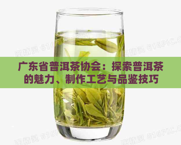 广东省普洱茶协会：探索普洱茶的魅力、制作工艺与品鉴技巧