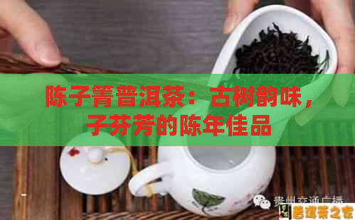 陈子箐普洱茶：古树韵味，子芬芳的陈年佳品