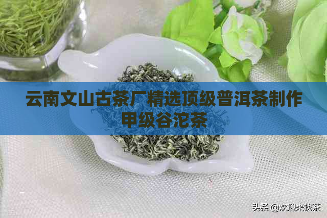 云南文山古茶厂精选顶级普洱茶制作甲级谷沱茶