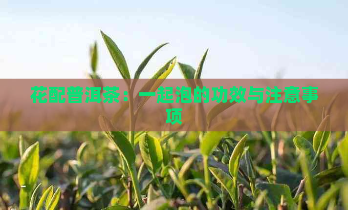 花配普洱茶：一起泡的功效与注意事项