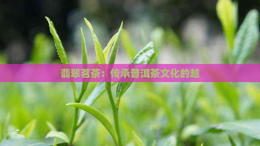 翡翠茗茶：传承普洱茶文化的越