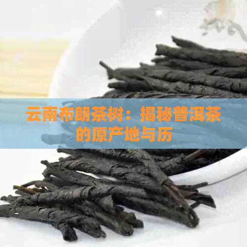 云南布朗茶树：揭秘普洱茶的原产地与历