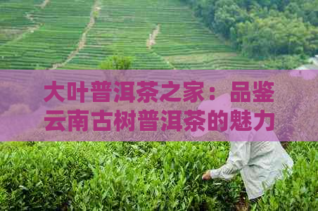 大叶普洱茶之家：品鉴云南古树普洱茶的魅力与价格