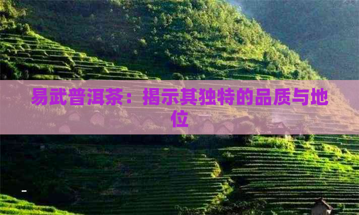 易武普洱茶：揭示其独特的品质与地位