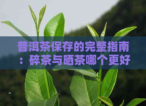 普洱茶保存的完整指南：碎茶与晒茶哪个更好？