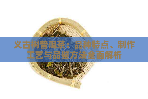 义古树普洱茶：品种特点、制作工艺与品鉴方法全面解析