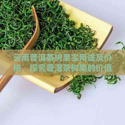 云南普洱茶树果实用途及价格，探究普洱茶树果的价值与作用