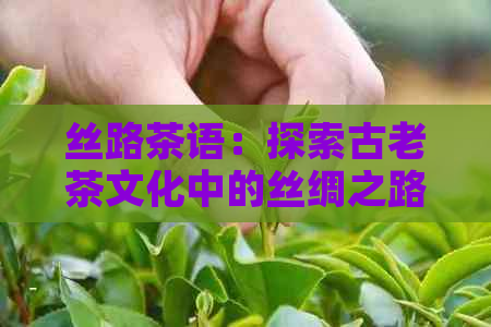 丝路茶语：探索古老茶文化中的丝绸之路，品味各种茶类及其独特风味