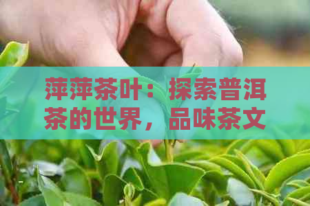 萍萍茶叶：探索普洱茶的世界，品味茶文化的独特魅力