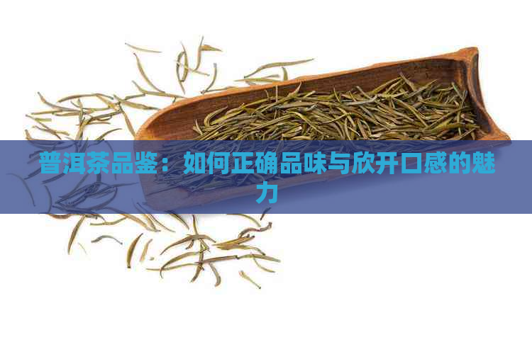 普洱茶品鉴：如何正确品味与欣开口感的魅力