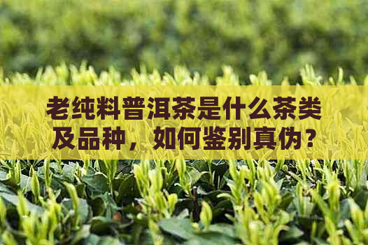 老纯料普洱茶是什么茶类及品种，如何鉴别真伪？