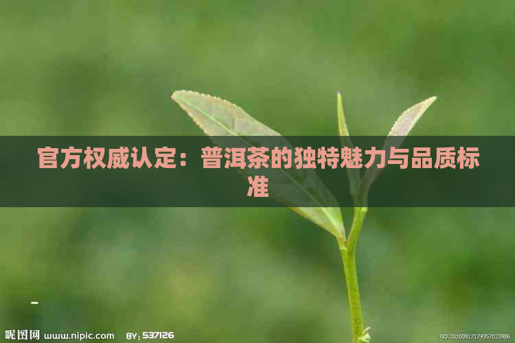 官方权威认定：普洱茶的独特魅力与品质标准