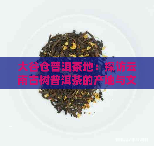 大谷仓普洱茶地：探访云南古树普洱茶的产地与文化