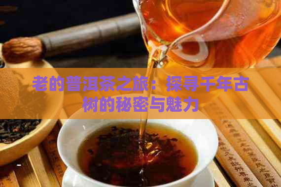 老的普洱茶之旅：探寻千年古树的秘密与魅力