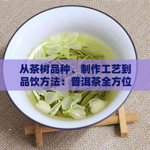 从茶树品种、制作工艺到品饮方法：普洱茶全方位选购指南及茶商推荐