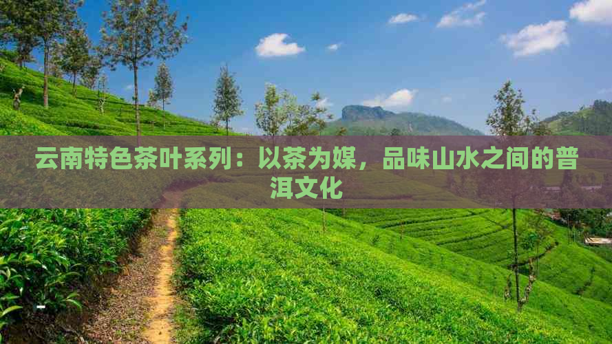 云南特色茶叶系列：以茶为媒，品味山水之间的普洱文化