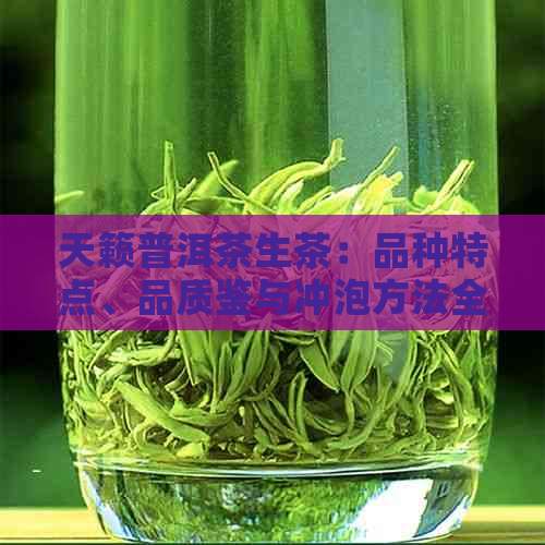 天籁普洱茶生茶：品种特点、品质鉴与冲泡方法全面解析，助您成为茶叶专家