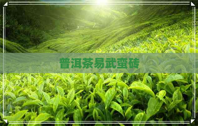 普洱茶易武蛮砖