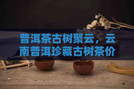 普洱茶古树聚云，云南普洱珍藏古树茶价格及村介绍。