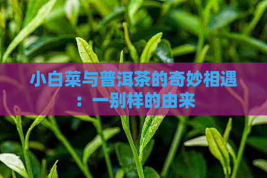 小白菜与普洱茶的奇妙相遇：一别样的由来