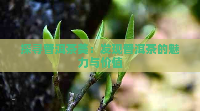 探寻普洱茶美：发现普洱茶的魅力与价值