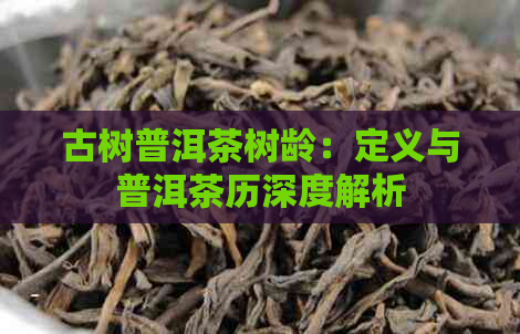 古树普洱茶树龄：定义与普洱茶历深度解析