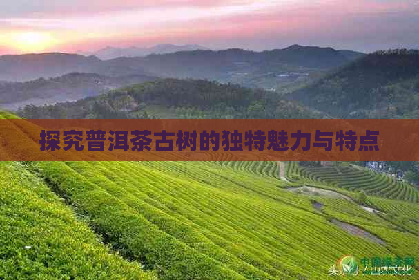 探究普洱茶古树的独特魅力与特点